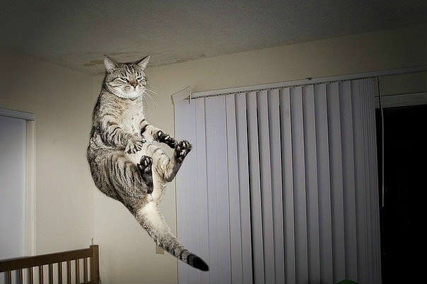 Cat is afraid of cucumbers - photo2